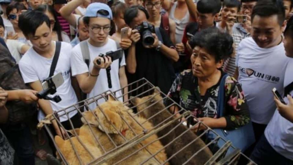 Çin akıllanmıyor! Köpek eti festivali başladı...