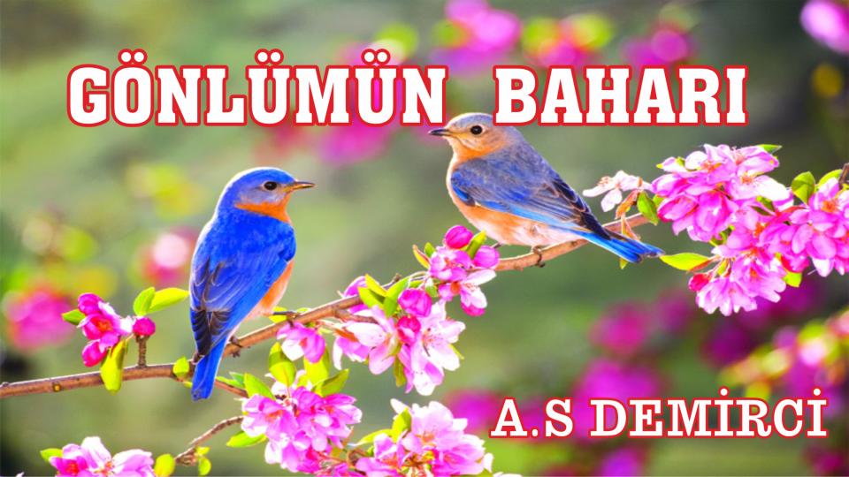 A.S DEMİRCİ/GÖNLÜMÜN BAHARI