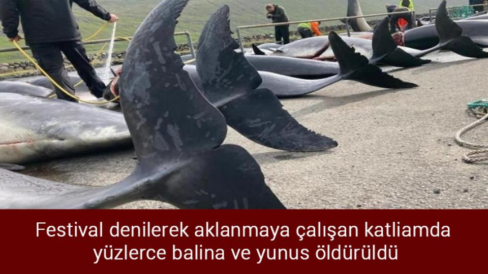Şanlıurfa'da 2 sağlık çalışanını darbeden kişi gözaltına alındı / Festival denilerek aklanmaya çalışan katliamda yüzlerce balina ve yunus öldürüldü