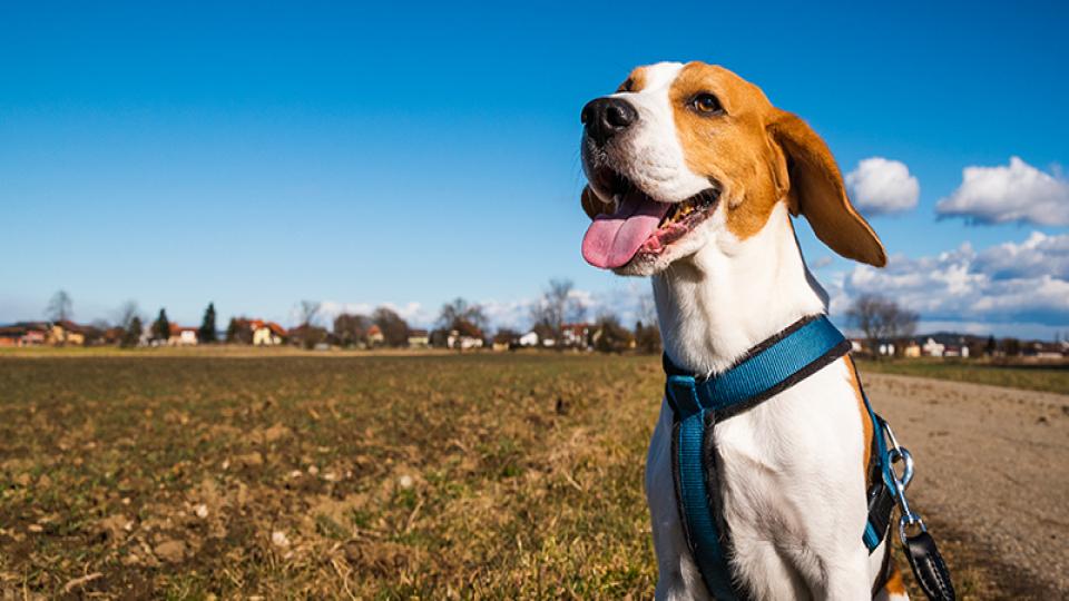 Sarı Gül Desenli Kırmızı Fistan|Vahdettin İnce / Köpekli İstanbul’da Şafii Kürdün değnekli dolaşamama sorunsalı | Vahdettin İNCE