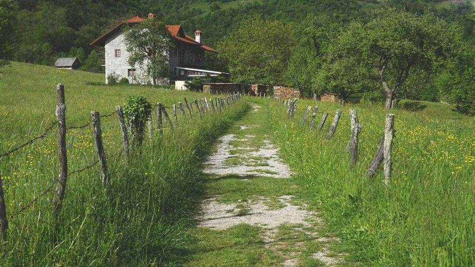 Doğanın Dili | Ali Bedir