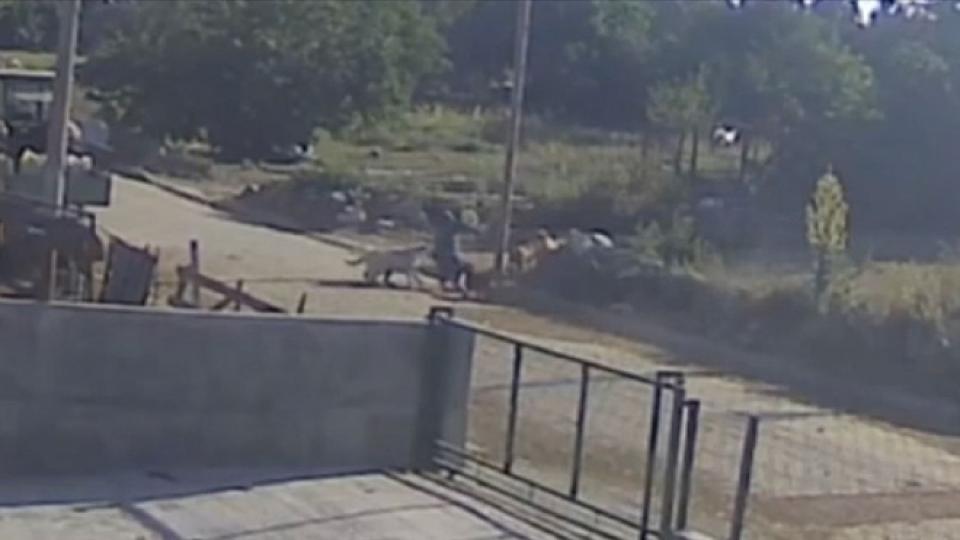 Her Taraf - Türkiyenin habercisi / Başıboş köpeklerin saldırısına uğrayan kişi yaralandı