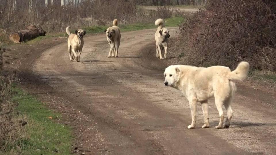 Sahipsiz sokak köpekleriyle ilgili kanun teklifi, TBMM Tarım, Orman ve Köyişleri Komisyonunda kabul edildi