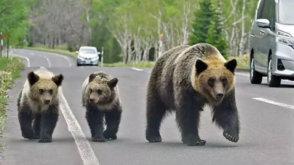 Japonya'da ayı krizi büyüyor