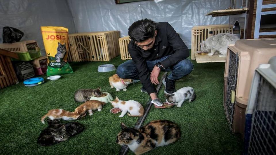 Gazze'nin kuzeyinde sahipsiz kedilere barınak açıldı