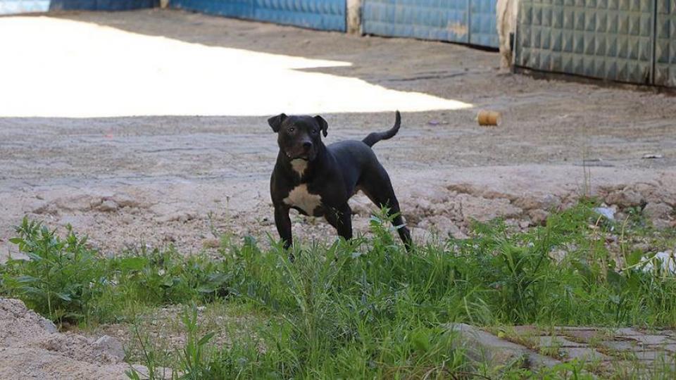 Ankara'da iki kardeşe saldıran pitbull cinsi köpeğin sahibi tutuklandı