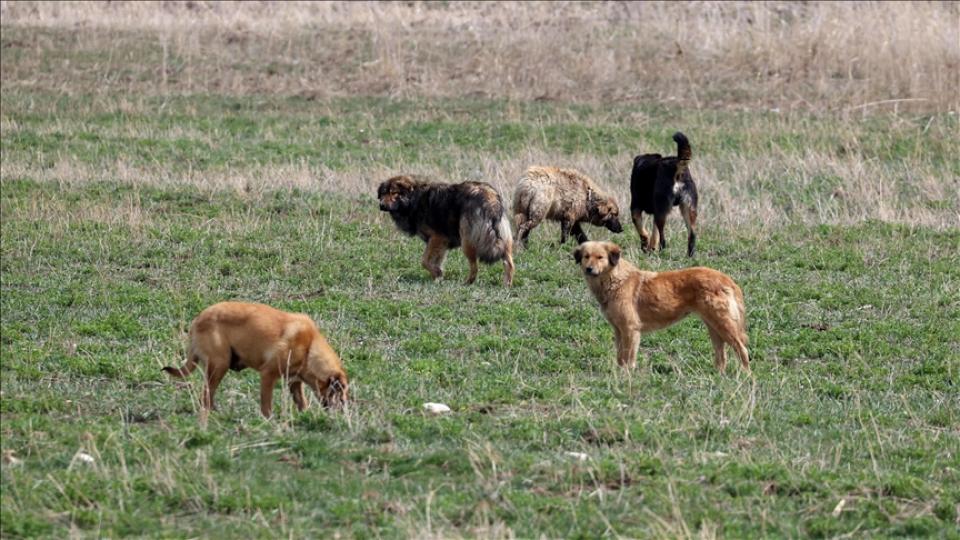 Başıboş Köpek Sorunu ve Türkiye Yüzyılı Milli Eğitim Müfredat Modeli | Mehmet Altuntaş