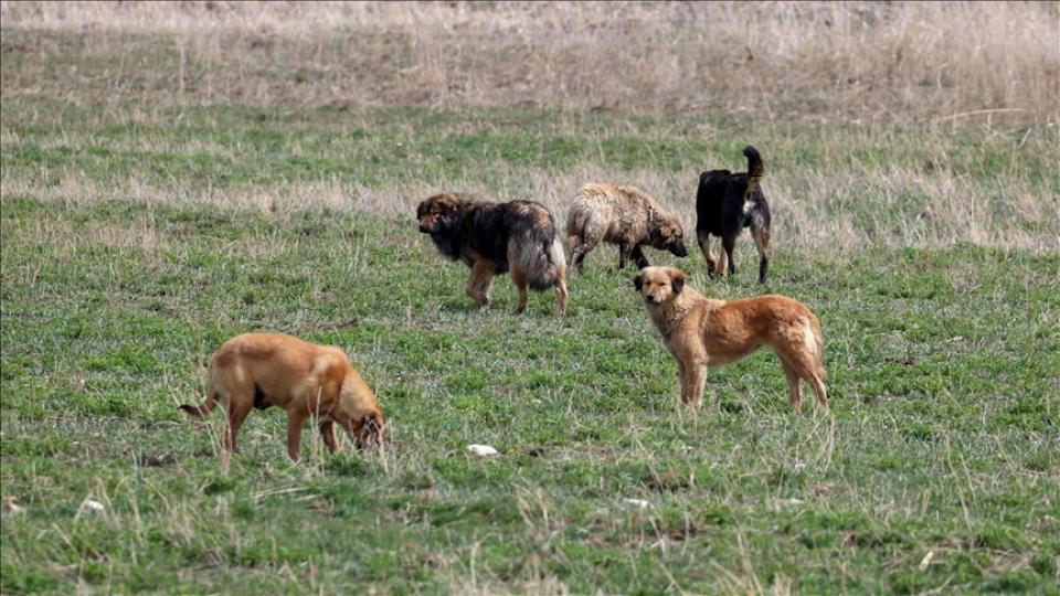 Her Taraf / Türkiye'nin habercisi / Başıboş Köpek Sorunu ve Türkiye Yüzyılı Milli Eğitim Müfredat Modeli | Mehmet Altuntaş