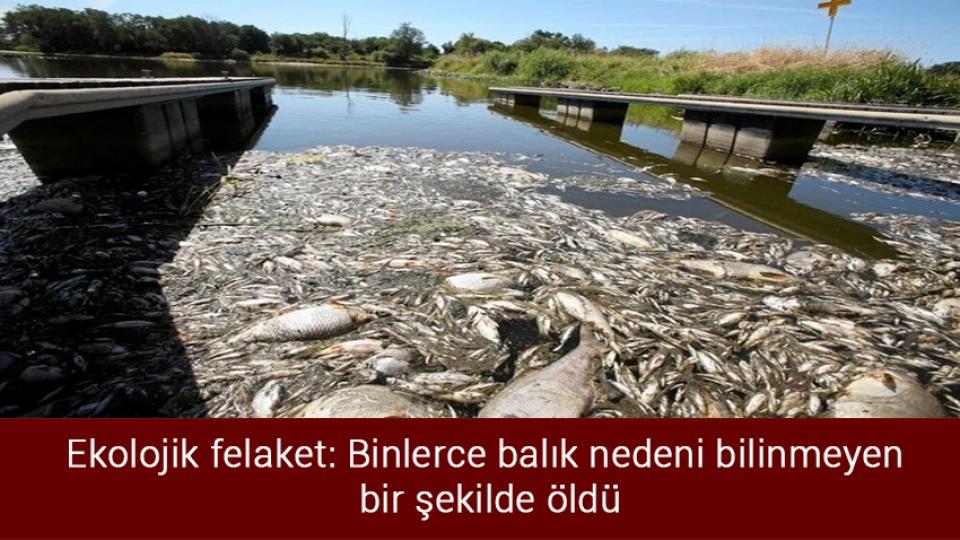 İzmir'de orman yangını / Ekolojik felaket: Binlerce balık nedeni bilinmeyen bir şekilde öldü