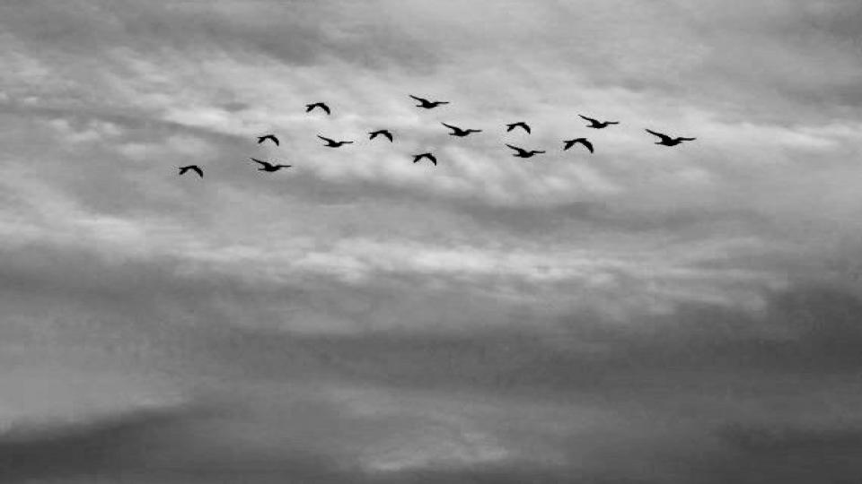 GÖNÜL! / Kerem Sefai