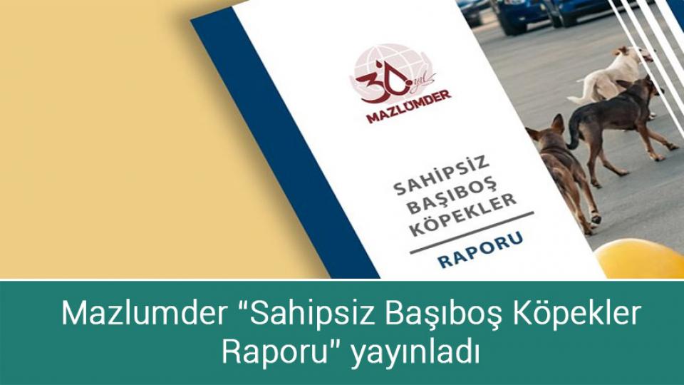 Mazlumder “Sahipsiz Başıboş Köpekler Raporu” yayınladı