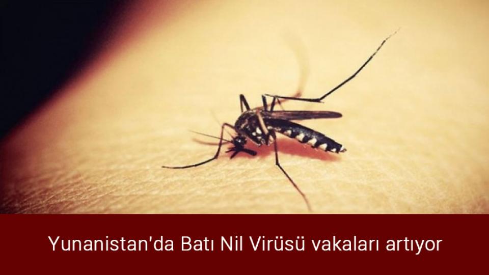 Çalıştıracak işçi bulamayan üretici: "İyi ki mülteciler var” / Yunanistan'da Batı Nil Virüsü vakaları artıyor